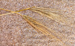 Barley ears on a cereals barley background. Top view, flat lay