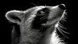   A black-and-white image of a raccoon gazing at the sky, mouth agape and eyes wide open