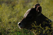 Calf cow head of animal relaxing in Texas farm field.