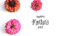 Happy Mothers Day Modern Spring Greeting With Pink Zinnia Flower Blooms On White Background.