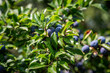 A close up of sloes growing on a blackthorn bush in the sunshine, with selective focus
