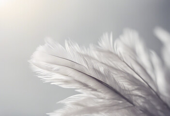 Fototapete - Feathers on white background