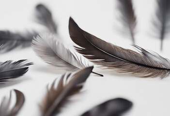 Fototapete - Feathers on white background