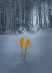 Canvas Print - snow covered trees in winter