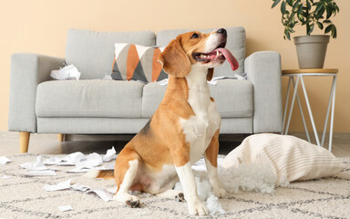 Wall Mural - Naughty Beagle dog with torn pillow sitting in messy living room