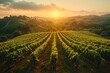 A captivating aerial view of a vineyard bathed in golden sunlight, where winemakers carefully tend to their vines, cultivating the finest grapes.