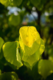 Fototapeta  - yellow leaves on a green background