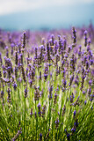 Fototapeta  - lavender in region