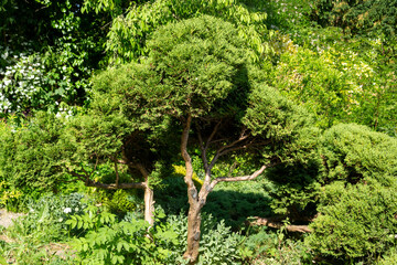 Cute bonsai garden tree with curve branches and trunk. Decorative plant asian garden environment. Natural green background landscape with japanese ornamental tree.