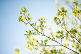 Fototapeta  - Beautiful tree branch with young leaves. Springtime. Beautiful picturesque spring background in Japanese style. Shallow depth of field. Macro.