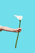 © ADDICTIVE STOCK - Hand holding a single calla lily against a blue background