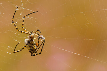 Tiger spider wrapping prey in its web