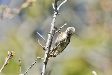 Wall Mural - black faced bunting in a forest