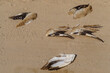 Doha, Qatar - Jan 14 2024, Close up view of the severed wings of falcons with feathers lying on the sand and drying in the sun, in Souq Waqif area, Doha, Qatar