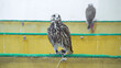 Doha, Qatar - Jan 14 2024, Close-up view of the falcons at the Falcons store, in the Souq Waqif area, Doha, Qatar