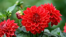 Roses Are Red Violets Are Blue But Nothing Beats The Striking Red Hues Of A Dahlia In Full Bloom A Perfect Gift For Birthdays Mother S Day Or Any Occasion To Show Appreciation To The Specia