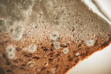 Fototapeta Lawenda - Mold stains on whole grain bread close-up. Spoiled baked goods. Mold on bread.Stale bread. Whole grain bread in green mold. 