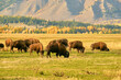 Herd of bison grazing in a field on a fall Wyoming evening