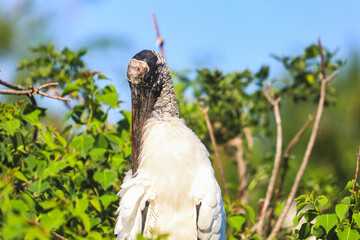 Big white bird in the trees