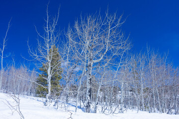 Wall Mural - trees in winter, landscape with trees, trees in the snow