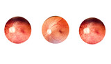 Fototapeta Łazienka - Patient elderly with retina of diabetes.Human eye anatomy taking images with Mydriatic Retinal cameras.