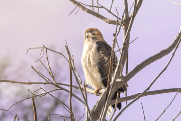 Red Tailed Hawk (Buteo jamaicensis) surveys its domain. Up in a tree at sunset, browns and rusty reds adorn the raptor. Young bird of prey watching for a meal to catch with talons