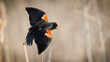 Close-up photo of the back of a male red-winged blackbird perched on a cattail reed with wings spread showing vibrant red orange feathers. Soft blurred background with copy space.