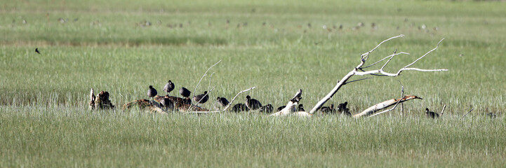 Poster - Wide panorama of a flock of Coots clustered on a fallen tree in a wet meaadow in early spring at Bosque del Apache National Wildlife Refuge in New Mexico