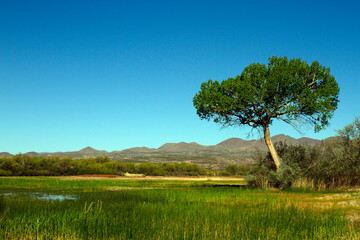 Poster - Landscape view of mountains, trees, and marsh grasses in early spring at Bosque del Apache National Wildlife in New Mexico