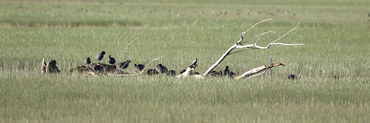 Poster - Wide panorama of a flock of Coots clustered on a fallen tree in a wet meaadow in early spring at Bosque del Apache National Wildlife Refuge in New Mexico