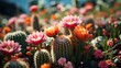 Variety of colorful cacti in the garden,