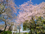 Fototapeta Desenie - サクラが満開のミッドタウン・ガーデン　東京都