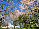 Fototapeta Desenie - サクラが満開のミッドタウン・ガーデン　東京都