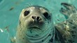 Closeup of a distressed seals face captured in a small tank and constantly subjected to loud music and flashing lights in a marine park. .