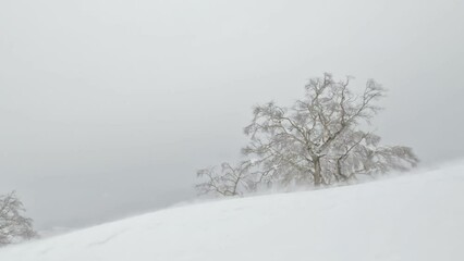 Wall Mural - panning shot of snow drifting towards a tree in a blizzard winter landscape