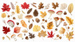 Assortment of autumn leaves and mushrooms; seasonal change and harvest in nature concept.
