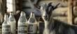 A goat with horns and snout stands in front of bottles of milk