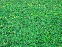 Green Grass Field Dotted With Small Yellow Flowers. Green Plant With Yellow Flowers. Arachis Pintoi, Small Yellow Pea Flowers. Cute Yellow Small Flowers. Green Nature Background, Wallpaper, Texture.