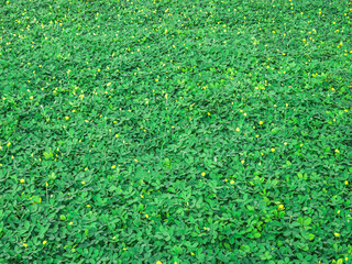 green grass field dotted with small yellow flowers. green plant with yellow flowers. Arachis pintoi, small yellow pea flowers. Cute yellow small flowers. green nature background, Wallpaper, Texture.