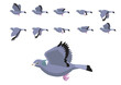 Wood Pigeon Flying Motion Animation Sequence Cartoon Vector Illustration