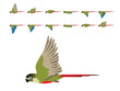 Bird Parrot Green-Cheeked Conure Parakeet Flying Animation Sequence Cartoon Vector