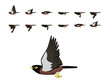 Bird Animation Common Myna Flying Cute Cartoon Vector Illustration