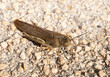 Egyptian grasshopper Croatia