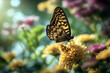 © wafi - Schmetterling macro pretty brilliancy posh spring butterfly beauty wilderness insect decoration meadow adornment generous herb flower daisy elegance
