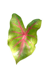 heart shaped green leaf