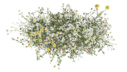 Top view Evergreen colorful flowers and grass field in nature with isolated on transparent background - PNG file, 3D rendering for create and design or etc