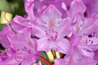 Pink Rhododendron flower petals. Floral background