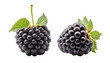 set of blackberry isolated on transparent background