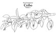 A series of isolated flower in cute hand drawn style. Ceibo in black outline and white plain on transparent background. Drawing of floral elements for coloring book or fragrance design. Volume 7.