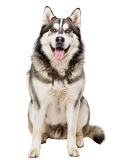 Wall Mural - Alaskan malamute dog sitting isolated on transparent background